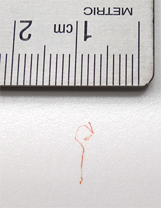 Red hair embedded on Hahnemuhle paper coating