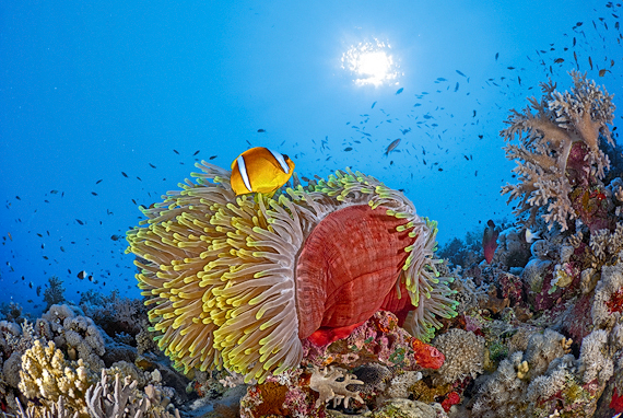 Actinia and Anemonefish